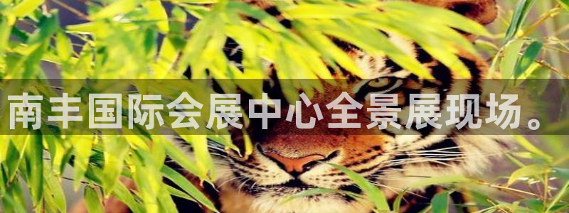 果博注册平台怎么注册的：南丰国际会展中心全景展现场。